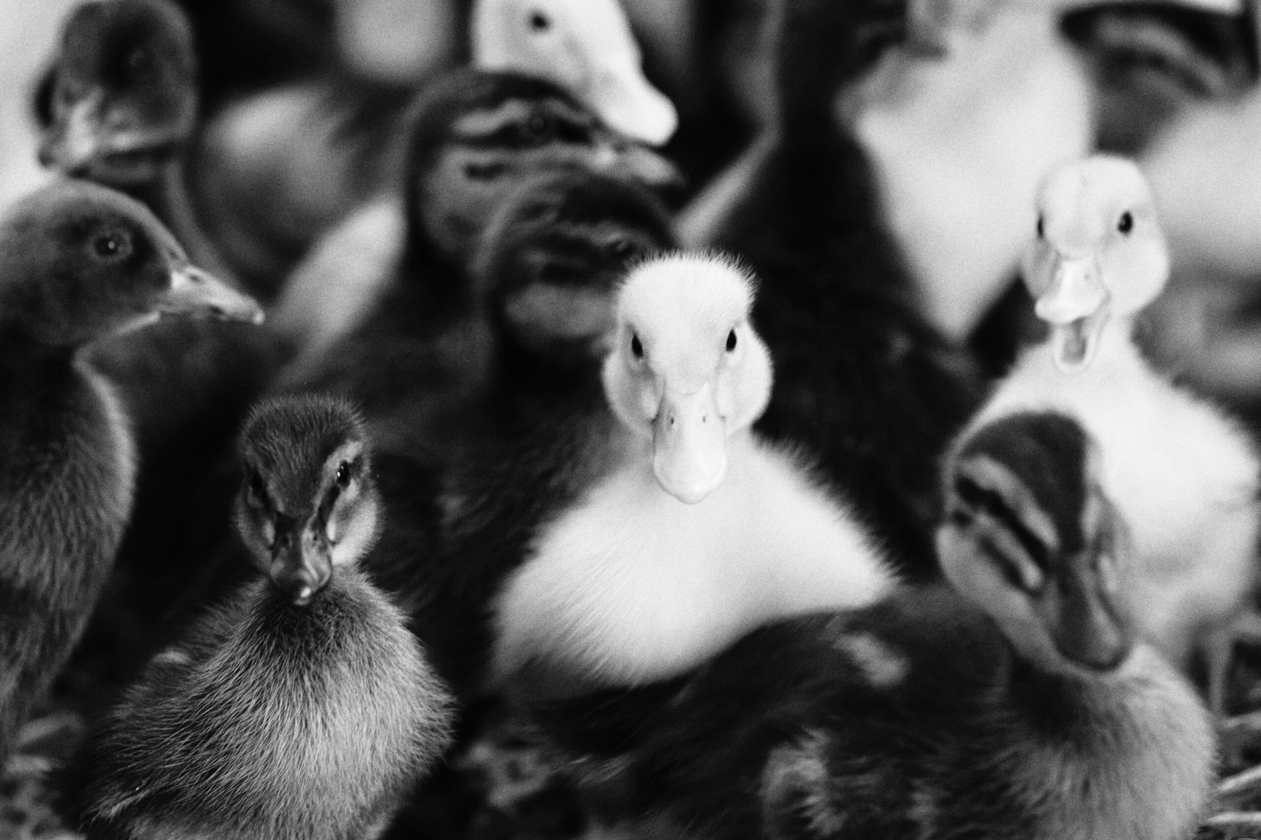 Special Pixels Sfeerfotos 02